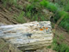 Petrified wood in Little Missouri State Park